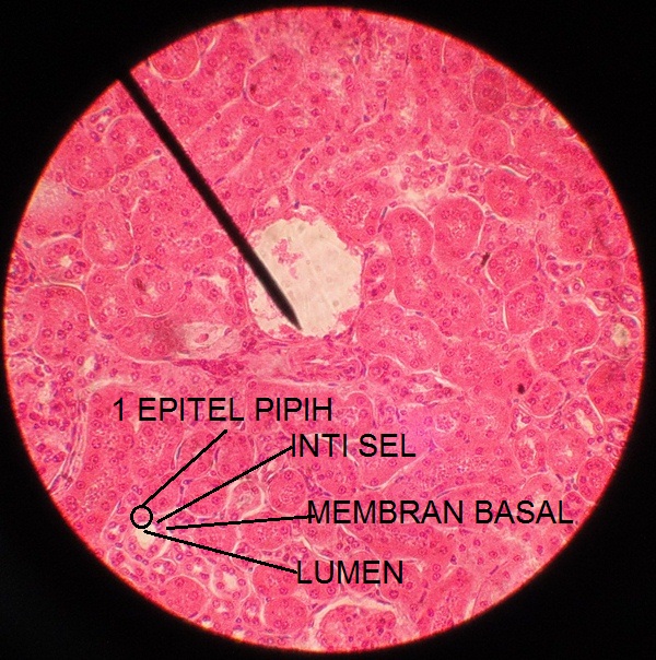  epitel  silindris selapis Biologist and Astronomer