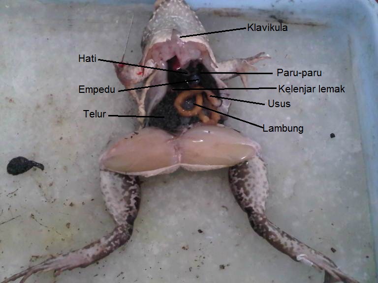  Gambar Anatomi Katak  Sawah Kata Kata