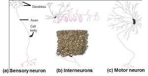 sensorik motorik interneuron