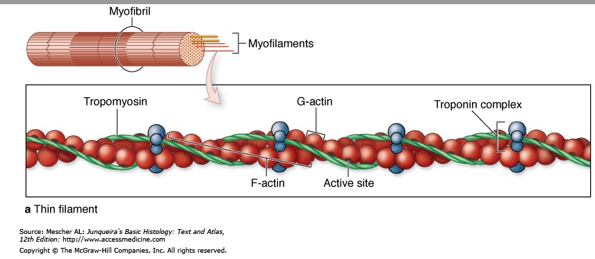 Action site. Тропонин на актине. Строение тропонина. Тропонин и тропомиозин. Актин миозин тропонин.
